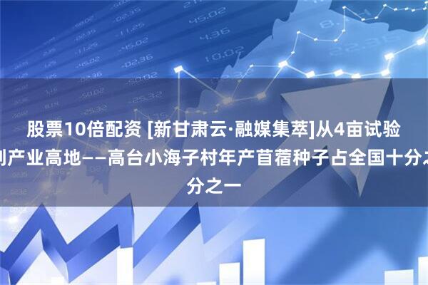 股票10倍配资 [新甘肃云·融媒集萃]从4亩试验田到产业高地——高台小海子村年产苜蓿种子占全国十分之一